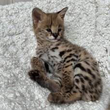 Image pour l'annonce Des tres beaux chatons Caracal Savannah et Serval disponible