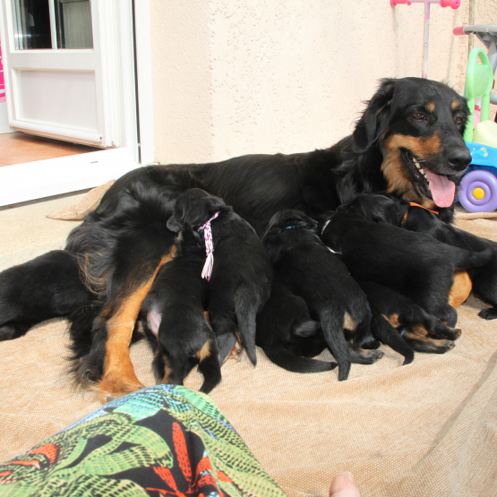 Image pour l'annonce a réserver chiots hovawart