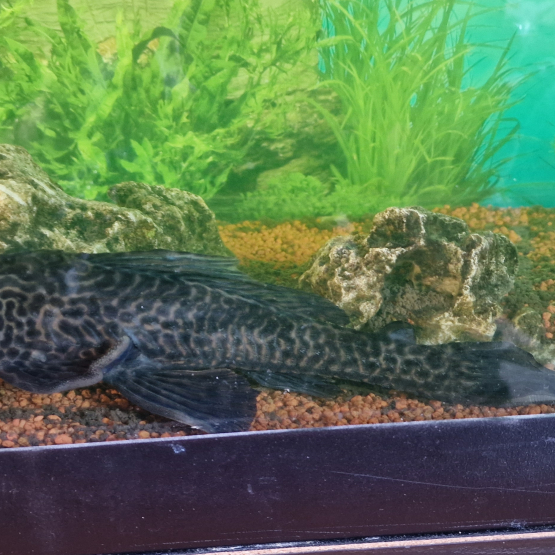 Image pour l'annonce Donne pleco