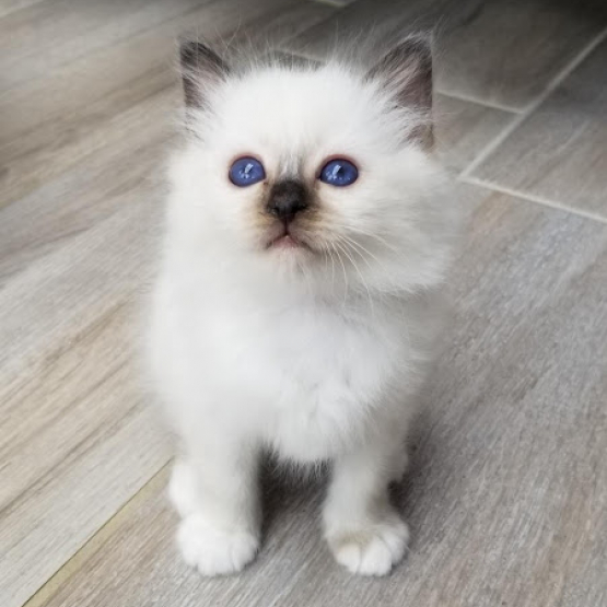 Image pour l'annonce Chatons disponible pour adoption