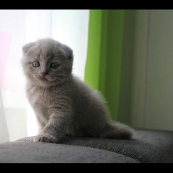 Image pour l'annonce Chaton disponible