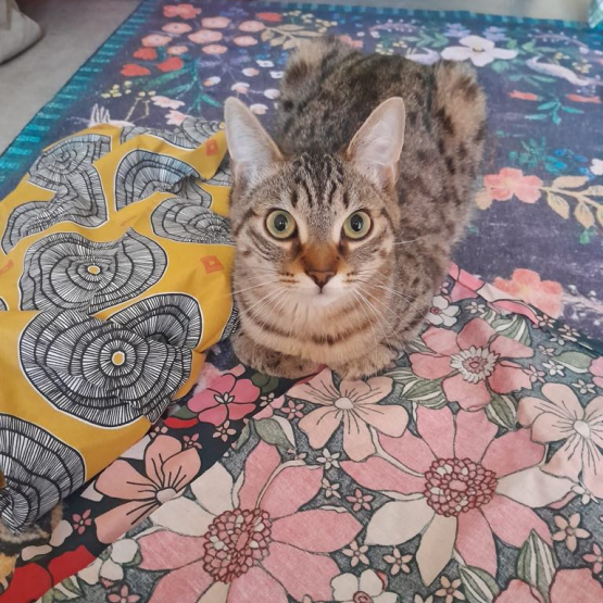 Image pour l'annonce Donne chaton Europeen