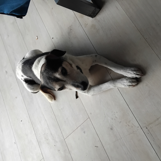 Image pour l'annonce DONNE JACKRUSSEL Volt