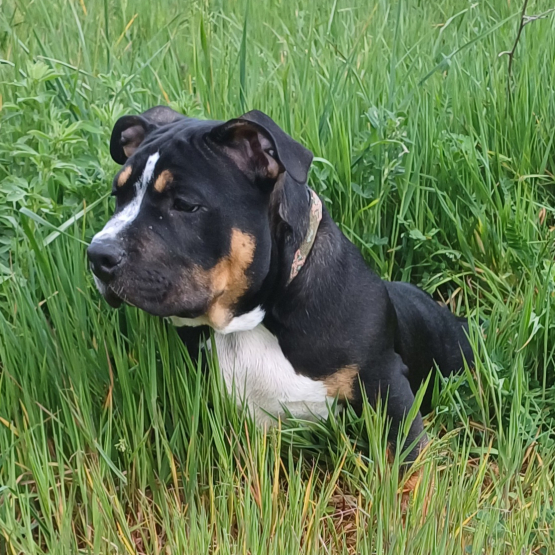 Image pour l'annonce Don Chiot American bully