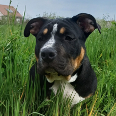 Image pour l'annonce Don Chiot American bully
