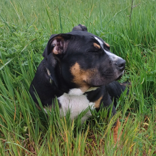 Image pour l'annonce Don Chiot American bully