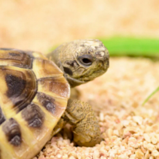 Image pour l'annonce Cède Tortues de terre Hermann