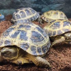 Image pour l'annonce Cède Tortues de terre Hermann