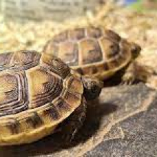 Image pour l'annonce Cède Tortues de terre Hermann