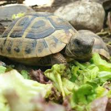 Image pour l'annonce Cède Tortues de terre Hermann