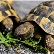 Image pour l'annonce Cède Tortues de terre Hermann