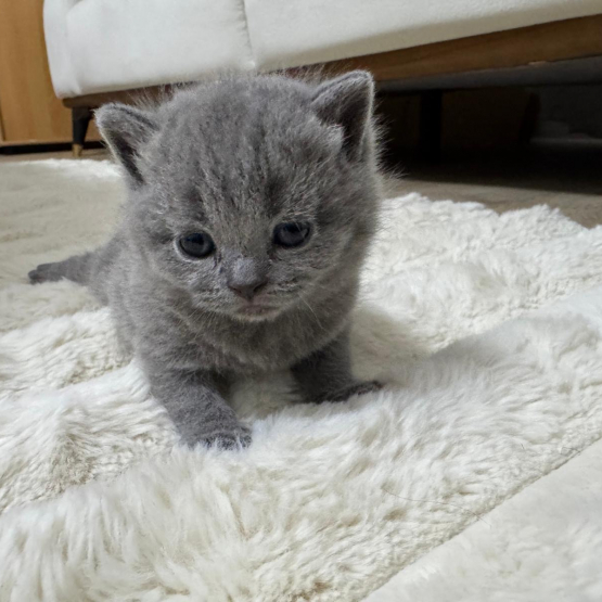 Image pour l'annonce Chaton British shorthair femelle gris