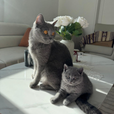 Image pour l'annonce Chaton British shorthair femelle gris