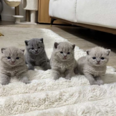 Image pour l'annonce Chaton British shorthair femelle gris