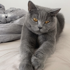 Image pour l'annonce Chaton British shorthair femelle gris