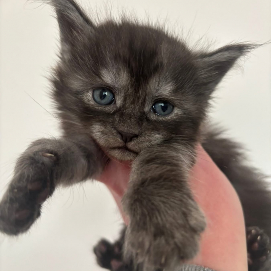 Image pour l'annonce Adorables chatons Maine coon LOOF