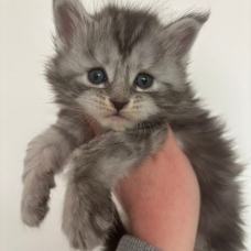 Image pour l'annonce Adorables chatons Maine coon LOOF
