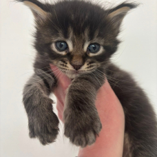 Image pour l'annonce Adorables chatons Maine coon LOOF