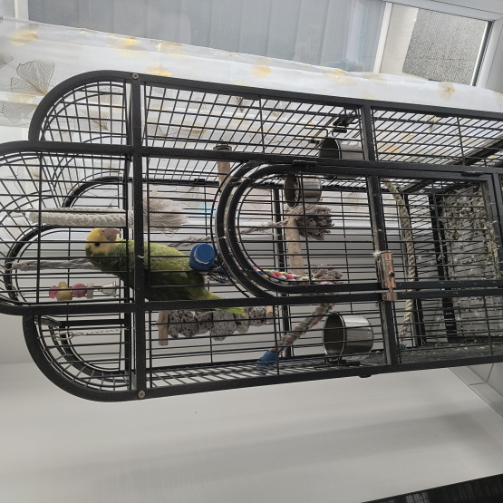 Image pour l'annonce Vends perroquet amazonie a tête jaune