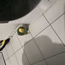 Image pour l'annonce Vends perroquet amazonie a tête jaune
