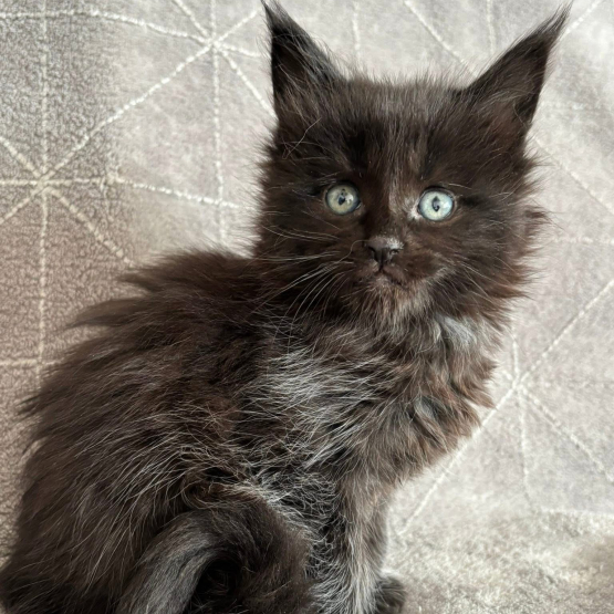 Image pour l'annonce Adorables chatons Maine coon LOOF