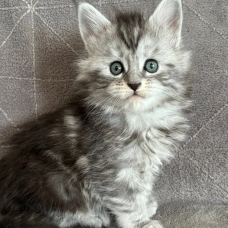 Image pour l'annonce Adorables chatons Maine coon LOOF