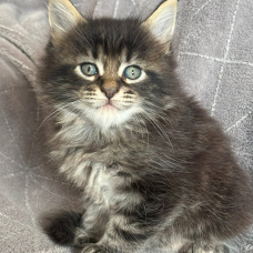 Image pour l'annonce Adorables chatons Maine coon LOOF