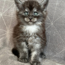 Image pour l'annonce Adorables chatons Maine coon LOOF