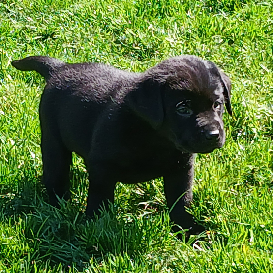 Image pour l'annonce CHIOT LABRADOR NOIR