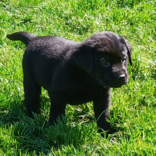 Image pour l'annonce CHIOT LABRADOR NOIR
