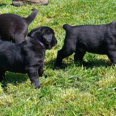 Image pour l'annonce CHIOT LABRADOR NOIR