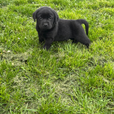 Image pour l'annonce CHIOT LABRADOR NOIR