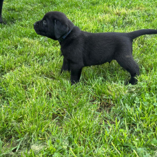 Image pour l'annonce CHIOT LABRADOR NOIR