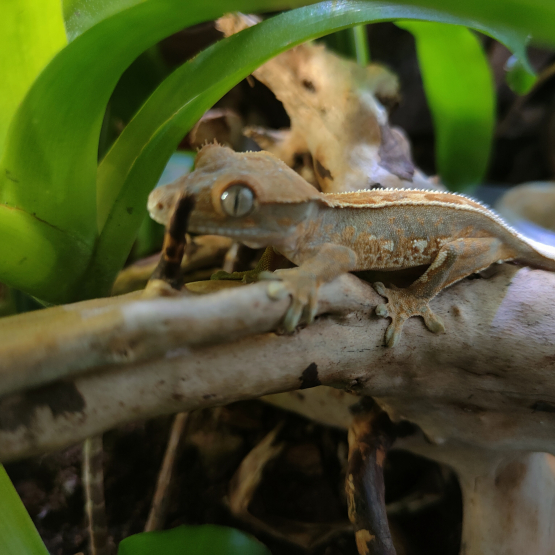Image pour l'annonce Geckos à crête Correlophus ciliatus