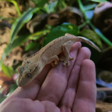 Image pour l'annonce Geckos à crête Correlophus ciliatus