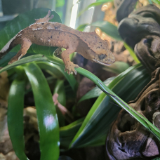 Image pour l'annonce Geckos à crête Correlophus ciliatus