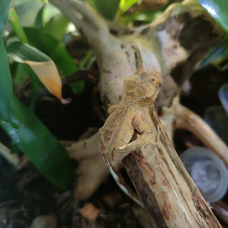 Image pour l'annonce Geckos à crête Correlophus ciliatus