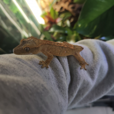 Image pour l'annonce Geckos à crête Correlophus ciliatus