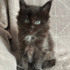 Image pour l'annonce Superbe chaton Maine coon LOOF