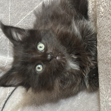 Image pour l'annonce Superbe chaton Maine coon LOOF