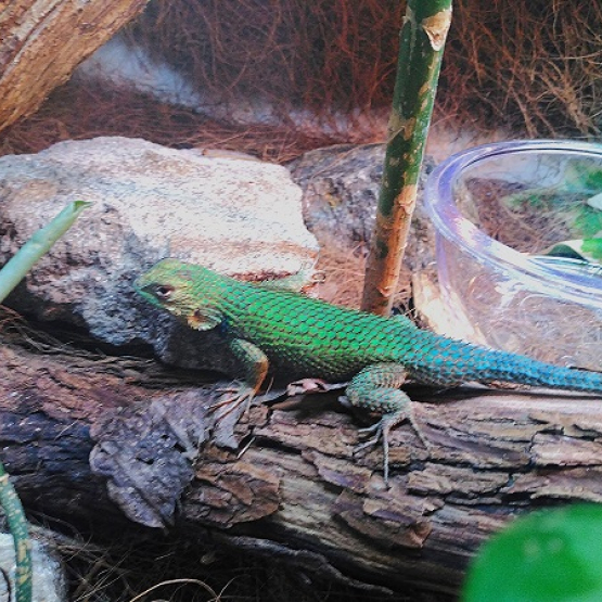 Image pour l'annonce Sceloporus malachiticus