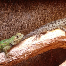 Image pour l'annonce Sceloporus malachiticus