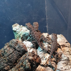 Image pour l'annonce Sceloporus malachiticus