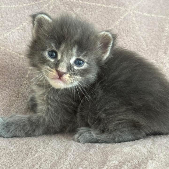 Image pour l'annonce Chatons Maine coon mâles polydactiles