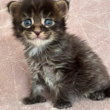 Image pour l'annonce Chatons Maine coon mâles polydactiles