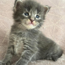 Image pour l'annonce Chatons Maine coon mâles polydactiles