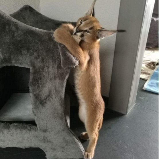 Image pour l'annonce Portée de chatons serval et savannah et caracal