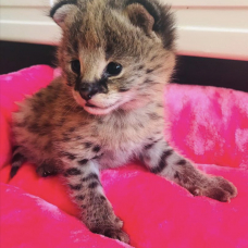 Image pour l'annonce Portée de chatons serval et savannah et caracal