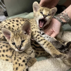 Image pour l'annonce Portée de chatons serval et savannah et caracal