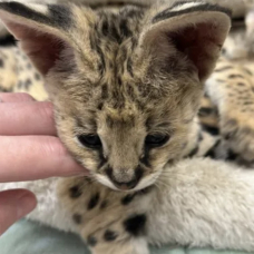 Image pour l'annonce Portée de chatons serval et savannah et caracal